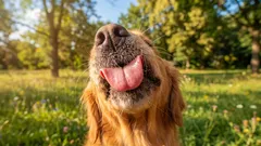 Varför hunden slickar dig i ansiktet och vad det betyder